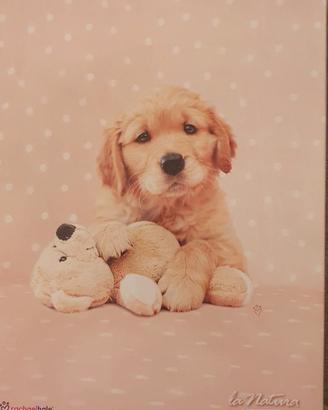 Completo letto matrimoniale Bassetti Golden Puppy