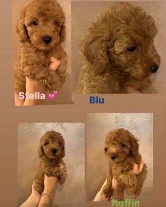 Cuccioli barboncino rossi toy