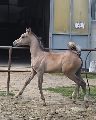 Cavallo arabo