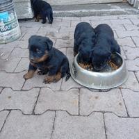 Cuccioli di Rottweiler