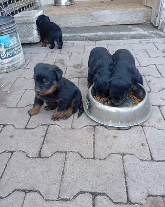 Cuccioli di Rottweiler