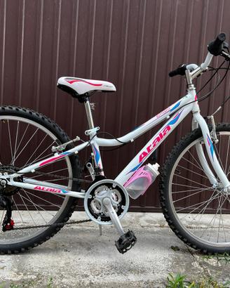 Atala Butterfly 24”  18v