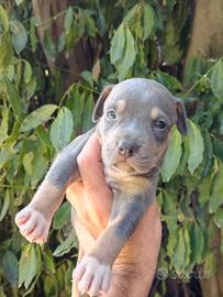 Pitbull tricolor