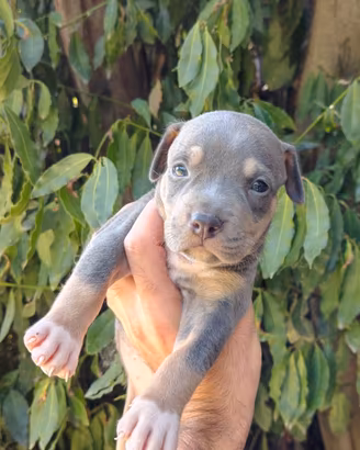 Pitbull tricolor