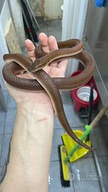 Boaedon Fuliginosus