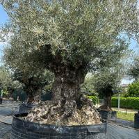 OLEA EUROPEA ESEMPLARE