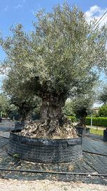 OLEA EUROPEA ESEMPLARE