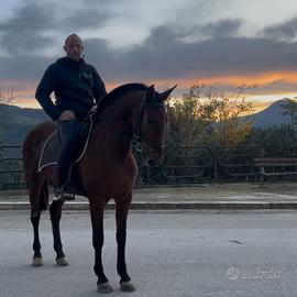 Puledra P.R.E. Grossa struttura