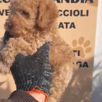 Barboncino mini toy albicocca 2M 3F anche a rate