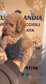 Barboncino mini toy albicocca 2M 3F anche a rate