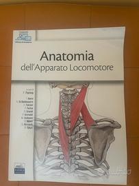 Anatomia dell’apparato locomotore