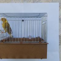 Canarini Timbrado Spagnolo