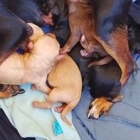 Cuccioli di pinscher