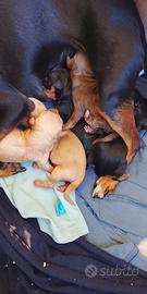 Cuccioli di pinscher