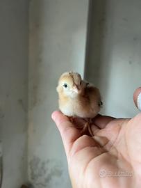 Pulcini razza Araucana