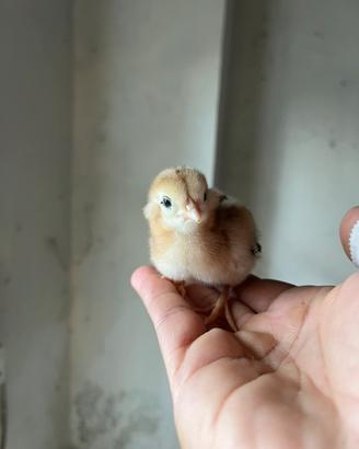 Pulcini razza Araucana