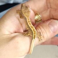 Baby geco Ciliatus, teca, insetti