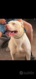 Pitbull