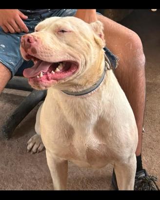 Pitbull