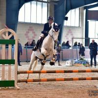 Cavallo salto ostacoli 2015 - fino a 115 cm