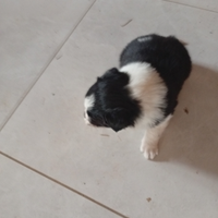 Cuccioli metticci