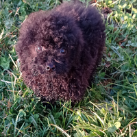 Barboncino toy nero di Marte