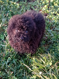 Barboncino toy nero di Marte