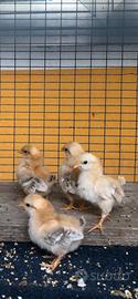 Galline serama