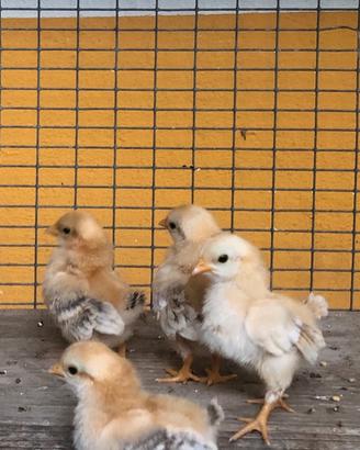Galline serama