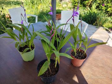 Bletilla Striata 