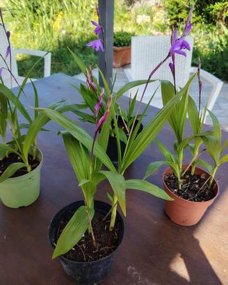 Bletilla Striata 