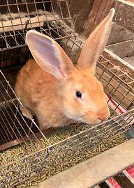 Coniglio maschio