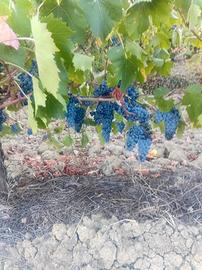 uva da vino