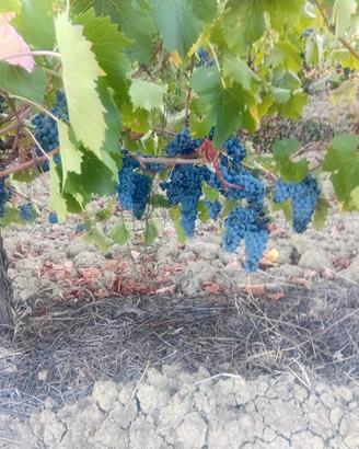 uva da vino