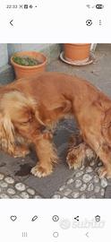 Cocker spaniel