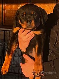 Ultima cucciola rottweiler