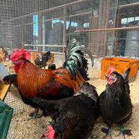 Marans betulla rosso (nero ramato)