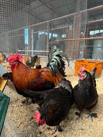 Marans betulla rosso (nero ramato)