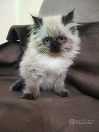 Gatti persiani himalayani