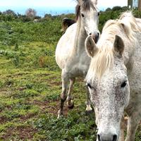 Cavallo intero ideale per monta