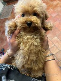 Barboncina femmina mini toy