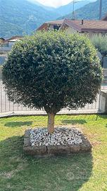 Olivo Ornamentale a Palla (Topiaria)