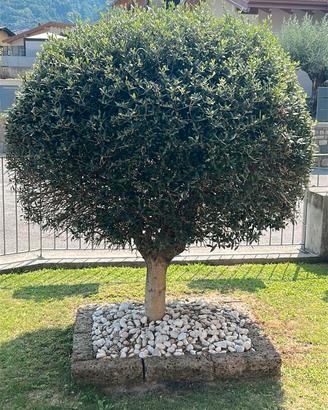Olivo Ornamentale a Palla (Topiaria)