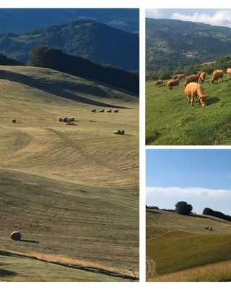 BOVINI da CARNE