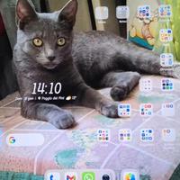 Cellulare Honor magic v3 