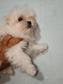 Cuccioli di Maltese