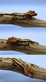 Geco ciliatus