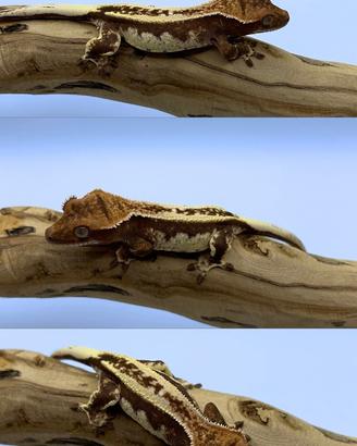 Geco ciliatus