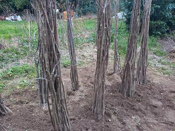 Piante di nocciola di 2/3 anni
