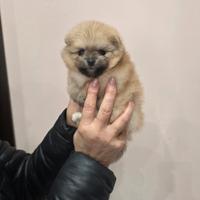 Spitz della Pomerania